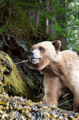 'Grizzly bear (ursus arctos horriblis) close up walking directly over a trail at the khutzeymateen grizzly bear sanctuary near prince rupert;British columbia canada'