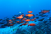 'Crimson bigeyes (priacanthus hamrur);Fakarava island tuamotus group french polynesia south pacific'