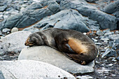 'Antarctic fur sea (arctocephalus gazella);Antarctica'