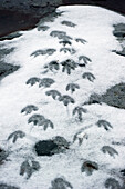 'Penguin footprints in the snow;Antarctica'