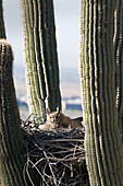 'Horned owl in a nest inside a cactus plant;Phoenix arizona united states of america'
