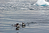 'Penguins in the water;Antarctica'