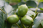 'Close up of three heartnuts on the tree;Kelowna british columbia canada'