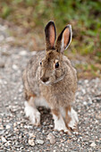 Snowshore Hare Sitting On The Ground In Teklanika Campground, Denali National Park And Preserve, Interior Alaska, Summer