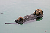 An Adult Sea Otter Floats In The Calm Waters Of The Valdez Small Boat Harbor, Southcentral Alaska, Summer