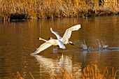 Trumpeter Swans In Flight Over Potter Marsh With Autumn Foliage In The Background, Southcentral Alaska