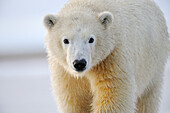 Portrait Of A Sub Adult Polar Bear Near Kaktovik On The Northern Edge Of Anwr, Arctic Alaska, Fall