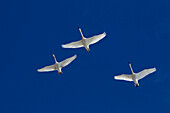 Three Trumpeter Swans In Flight Overhead During Spring Migration, Marsh Lake, Yukon Territory, Canada