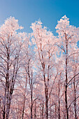 Hoarfrost Covered Birch Trees In Russian Jack Park, Anchorage, Alaska