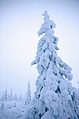 Snow And Hoarfrost Covered Spruce Trees In The Fog At Eureaka Summit, Alaska.