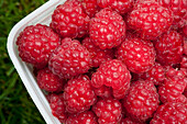 Close Up Of Ripe Red Raspberries In A Container, Kodiak Island, Southweat Alaska, Autumn
