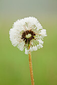 'Dandelion puff covered with dew;Thunder bay ontario canada'