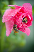 'Two bumble bees on a pink rose;Devon alberta canada'