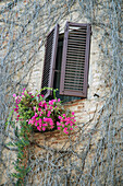 'A wall covered with dead vines and a window with open shutters;San gimignano italy'