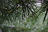 'Dew drops on pine needles;Lake of the woods ontario canada'