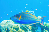 'Parrot fish underwater;Israel'