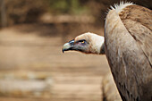'Vulture;Israel'