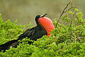 'A male magnificent frigatebird (fregata magnificens) puffs up with throat sack in display to potential female partners;Seymour island galapagos islands ecuador'
