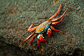 'The striking and colorful sally lightfoot crab (grapsus grapsus) native to south america;Galapagos islands ecuador'