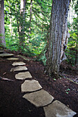 'Stepping Stone Pathway In A Forest; Huntsville Ontario Canada'