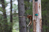 'Squirrel sitting on a tree branch eating seed from a bird feeder;Highlands scotland'