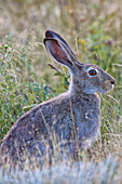 'Jackrabbit sitting in the grass grasslands national park;Saskatchewan canada'