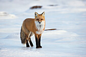 'Red fox (vulpes vulpes) standing along the shores of hudson's bay;Churchill manitoba canada'