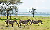 'Zebras roaming in a field with a lake in the background in lake nakuru national park;Kenya'