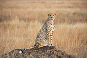 'A cheetah sits alert in a field in the maasai mara national reserve;Maasai mara kenya'