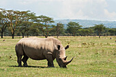 'A rhinoceros grazes on the grass in lake nakuru national park;Kenya'