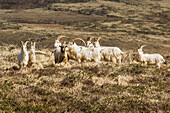 'Mountain goats;Slievagh, county kerry, ireland'