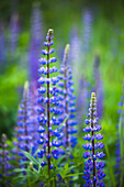 'Wild lupins growing in a rural area;British columbia, canada'