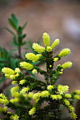 'Bright green new growth on a small spruce tree;Jasper, alberta, canada'