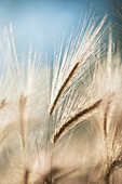 'Whispy foxtails against a blue sky;Alberta, canada'