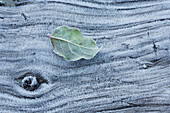 'Frost covered log and leaf along mackenzie beach at sunrise;Tofino, british columbia, canada'