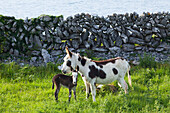 'A horse and calf standing beside a stone wall at the water's edge;County clare, ireland'