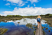 'Hiker on a boardwalk through the alakai swamp,Kauai, hawaii, united states of america'
