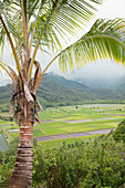 'A view of lush fields and a palm tree;Hanalei, kauai, hawaii, united states of america'