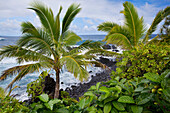 'Palm trees and waves crashing into the shore along the coast;Hana, maui, hawaii, united states of america'