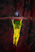 'A colourful lorikeet parrot;St. albert, alberta, canada'