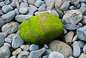 'Stone covered in algae at the beach;Clovely, north devon, england'