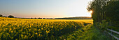 'Panoramic view of a mustard field at the end of the day with a footpath along the edge;England'