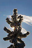 'Silhouetted top of a frosted evergreen tree with a sunburst and blue sky and clouds;Calgary alberta canada'