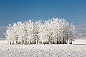'Frosted group of trees in a snow covered field with mountains in the background and blue sky;Alberta canada'