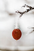 'Close up of a crab apple hanging by a frosted branch and ice droplet;Calgary alberta canada'