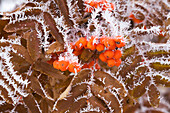 'Close up of frosted spikes on brown mountain ash leaves and berries;Calgary alberta canada'