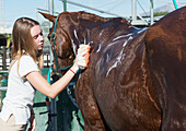 'Teenage girl cleaning a horse;Malaga spain'