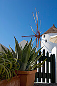 'Cactus plants in pots and a white building against a blue sky;Oia greece'