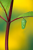 'Chrysalis hanging from leaf during the pupa transition stage of butterfly metamorphosis;British columbia canada'