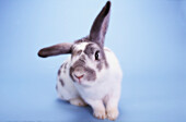 'Grey and white rabbit with one ear up and one ear down;British columbia canada'